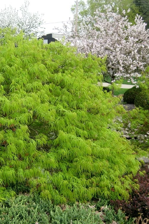 Viridis Dwarf Green Japanese Maple - 2 Gallon Pot 3 Viridis Dwarf Green Japanese Maple - 2 Gallon Pot