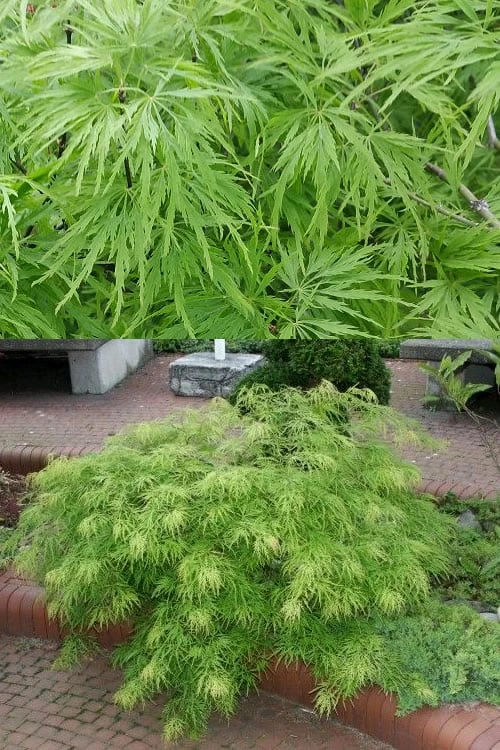 Viridis Dwarf Green Japanese Maple - 2 Gallon Pot 6 Viridis Dwarf Green Japanese Maple - 2 Gallon Pot - Image 4