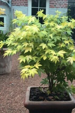 Orange Dream Japanese Maple - 1 Gallon Pot -Garden Plants Shop Japanese maple orange Dream 5