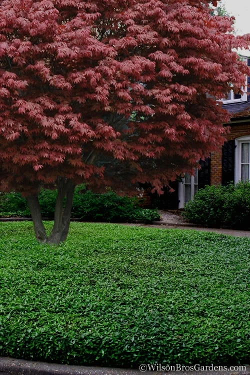 Asian Jasmine - Asiatic Jasmine - 18 Count Flat Of Pint Pots 8 Asian Jasmine - Asiatic Jasmine - 18 Count Flat Of Pint Pots - Image 6