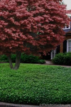 Asian Jasmine - Asiatic Jasmine - 6 Pack Of Pint Pots 14 Asian Jasmine - Asiatic Jasmine - 6 Pack Of Pint Pots -Garden Plants Shop Jasmine Asian 21