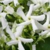 Star Jasmine Vine (Trachelospermum Jasminoides) - 1 Gallon Pot