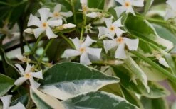 Variegated Confederate Jasmine - Trachelospermum Jasminoides - 6 Pack Of 1 Gallon Pots 15 Variegated Confederate Jasmine - Trachelospermum Jasminoides - 6 Pack Of 1 Gallon Pots -Garden Plants Shop Jasmine Confederate Variegated Flowers