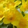 Duet Yellow Jasmine (Jessamine) - 2 Gallon Pot -Garden Plants Shop Jasmine Duet 7
