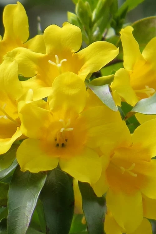 Duet Yellow Jasmine (Jessamine) - 2 Gallon Pot 3 Duet Yellow Jasmine (Jessamine) - 2 Gallon Pot