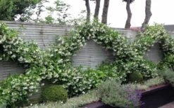 Madison Confederate Jasmine - 2 Gallon Pot -Garden Plants Shop Jasmine Madison 12 1