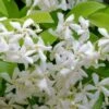 Madison Confederate Jasmine - 2 Gallon Pot -Garden Plants Shop Jasmine Madison Rev 500x750 2