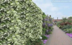 Variegated Confederate Jasmine - Trachelospermum Jasminoides - 6 Pack Of 1 Gallon Pots 14 Variegated Confederate Jasmine - Trachelospermum Jasminoides - 6 Pack Of 1 Gallon Pots -Garden Plants Shop Jasmine Variegated Confederate 11