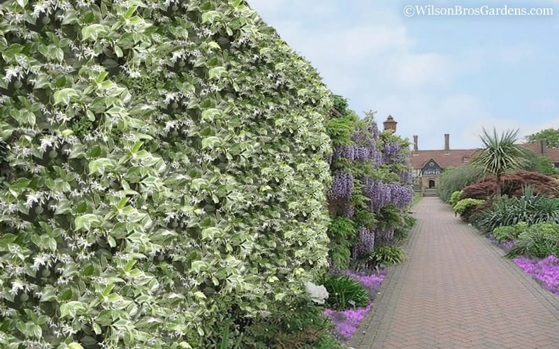 Variegated Confederate Jasmine - Trachelospermum Jasminoides - 6 Pack Of 1 Gallon Pots 8 Variegated Confederate Jasmine - Trachelospermum Jasminoides - 6 Pack Of 1 Gallon Pots - Image 6