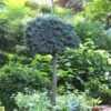 Blue Star Juniper Tree (Single Trunk Topiary) - 2 Gallon Pot -Garden Plants Shop Juniper Blue Star Standard Topiary 1