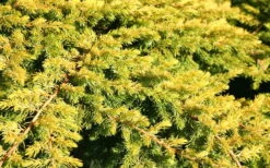 All Gold Golden Pacific Juniper - 1 Gallon Pot -Garden Plants Shop Juniper Golden Pacific 10