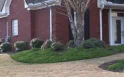 Green Mound Juniper - 2 Gallon Pot -Garden Plants Shop Juniper Green Mound