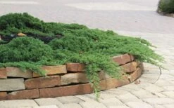 Green Mound Juniper - 2 Gallon Pot -Garden Plants Shop Juniper Green Mound 4