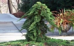 Staked Green Mound Japanese Garden Juniper - 1 Gallon Pot -Garden Plants Shop Juniper Green Mound Staked 1