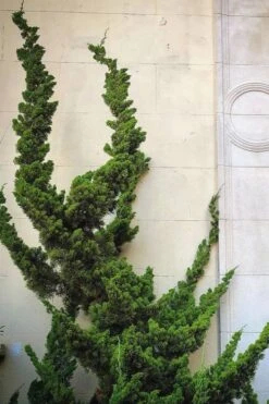 Hollywood Torulosa Juniper - 7 Gallon Pot (4-5') 13 Hollywood Torulosa Juniper - 7 Gallon Pot (4-5') -Garden Plants Shop Juniper Hollywood 12