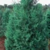 Iowa Juniper - 7 Gallon Pot (4-5') -Garden Plants Shop Juniper Iowa 11