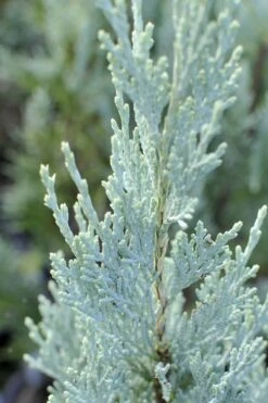 Moonglow Pyramidal Blue Juniper - 3 Gallon Pot -Garden Plants Shop Juniper Moonglow 3