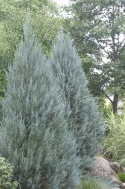 Moonglow Pyramidal Blue Juniper - 3 Gallon Pot -Garden Plants Shop Juniper Moonglow 4