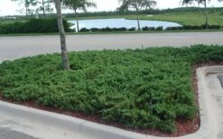 Parsons Juniper - Juniperus Davurica 'Parsonii' - 1 Gallon Pot -Garden Plants Shop Juniper Parsons 5