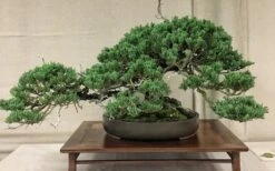 Parsons Juniper - Juniperus Davurica 'Parsonii' - 1 Gallon Pot -Garden Plants Shop Juniper Parsons Bonsai