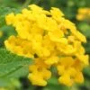 New Gold Hardy Lantana - 5 Pack Of Quart Pots -Garden Plants Shop Lantana New Gold 13