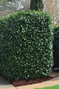 Schip Laurel (Prunus Laurocersasus 'Schipkaensis') - 6 Pack Of 1 Gallon Pots -Garden Plants Shop Laurel Schip 2