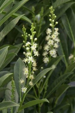 Schip Laurel (Prunus Laurocersasus 'Schipkaensis') - 6 Pack Of 1 Gallon Pots -Garden Plants Shop Laurel Schip 3