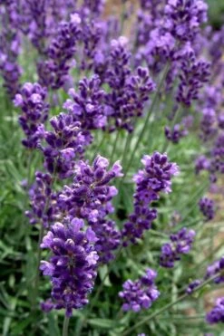 Hidcote Blue English Lavender - 1 Gallon Pot -Garden Plants Shop Lavender Hidcote 2