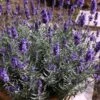 Hidcote Blue English Lavender - 1 Gallon Pot -Garden Plants Shop Lavender Hidcote 3