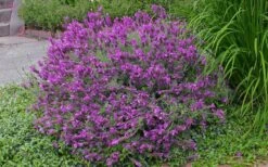 Otto Quast Spanish Lavender - 1 Gallon Pot -Garden Plants Shop Lavender Otto Quast 21 1