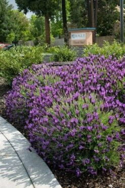 Otto Quast Spanish Lavender - 5 Pack Of Quart Pots -Garden Plants Shop Lavender Otto Quast 23