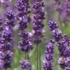Phenomenal Lavender - 10" Patio Pot -Garden Plants Shop Lavender Phenomenal 10