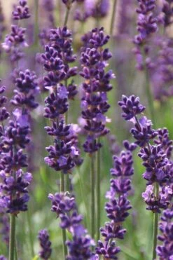 Phenomenal Lavender - 5 Pack Of Quart Pots
