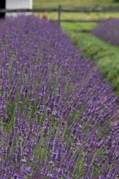 Phenomenal Lavender - 10" Patio Pot -Garden Plants Shop Lavender Phenomenal 11