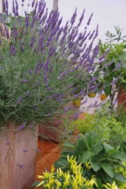 Phenomenal Lavender - 10" Patio Pot -Garden Plants Shop Lavender Phenomenal 12