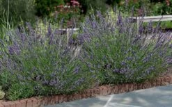 Phenomenal Lavender - 1 Gallon Pot -Garden Plants Shop Lavender Phenomenal 13 1