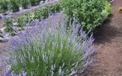 Provence French Lavender - 5 Pack Of Quart Pots -Garden Plants Shop Lavender Provence 1