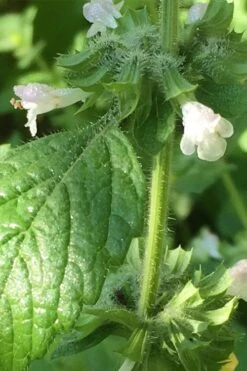 Lemon Balm Plant - 1 Gallon Pot 11 Lemon Balm Plant - 1 Gallon Pot -Garden Plants Shop Lemon Balm Plant 1