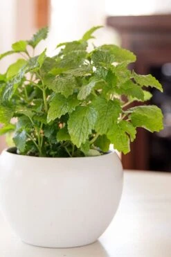 Lemon Balm Plant - 1 Gallon Pot 10 Lemon Balm Plant - 1 Gallon Pot -Garden Plants Shop Lemon Balm Plant 2