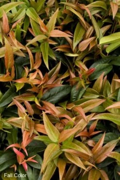 Scarletta Fetterbush - Leucothoe Fontanesiana 'Zeblid' - 2 Gallon Pot -Garden Plants Shop Leucothoe Scarletta 2