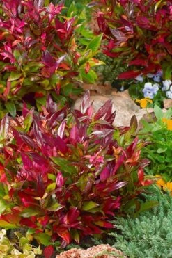 Scarletta Fetterbush - Leucothoe Fontanesiana 'Zeblid' - 2 Gallon Pot -Garden Plants Shop Leucothoe Scarletta 4