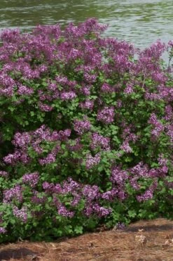 Bloomerang Dark Purple Lilac - 2 Gallon Pot -Garden Plants Shop Lilac Bloomerang Dark Purple 11