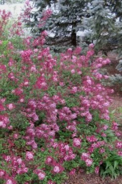 Red Pixie Lilac - Syringa Hybrid - 3 Gallon Pot -Garden Plants Shop Lilac Red Pixie 1