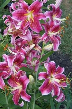 Stargazer Oriental - 1 Gallon Pot -Garden Plants Shop Lilium Stargazer 1