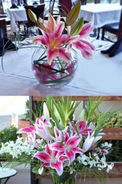 Stargazer Oriental - 1 Gallon Pot -Garden Plants Shop Lilium Stargazer 4