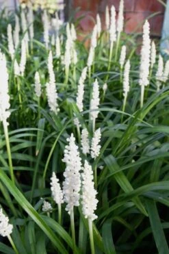 Monroe's White Liriope - Lilyturf - 3 Pack Of Pint Pots -Garden Plants Shop Liriope Monroes White 500x750 2