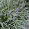 Silvery Sunproof Variegated Liriope - Lilyturf - 6 Pack Of 1 Gallon Pots