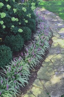 Silvery Sunproof Variegated Liriope - Lilyturf - 6 Pack Of 1 Gallon Pots -Garden Plants Shop Liriope Silvery Sunproof 15