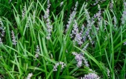 Creeping Lilyturf - Liriope Spicata - 10 Pack Of Pint Pots -Garden Plants Shop Liriope Spicata 50