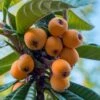 Loquat Tree (Eriobotrya Japonica) - 7 Gallon Pot (6-7') -Garden Plants Shop Loquat 10